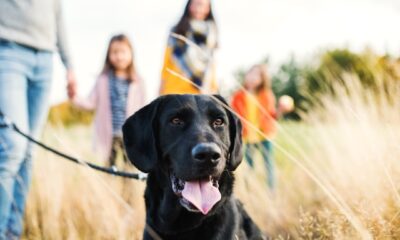 Nexgard without vet prescription