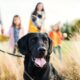 Nexgard without vet prescription