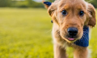 Why Mini Golden Retriever Puppies Fit Modern Family Life