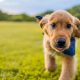 Why Mini Golden Retriever Puppies Fit Modern Family Life