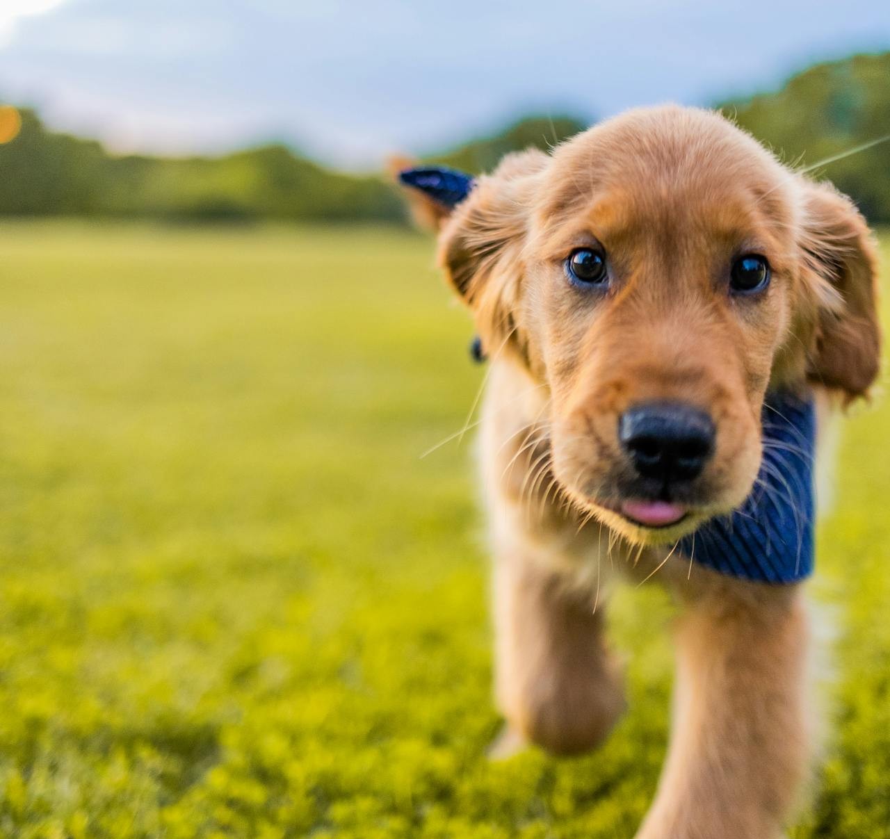 Why Mini Golden Retriever Puppies Fit Modern Family Life
